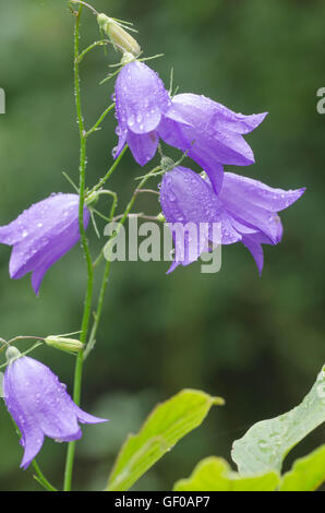 closeup to violet flower in forest Stock Photo