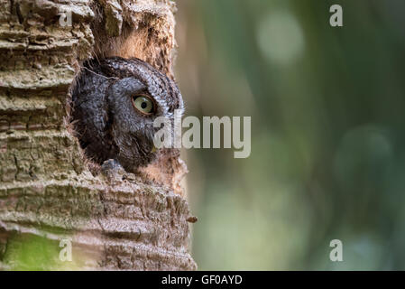 Eastern Screech Owl in hole in Palm Tree Stock Photo