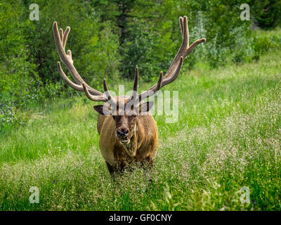 Bull elk with large rack still in velvet. Stock Photo