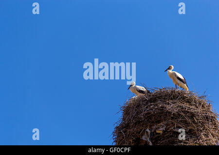 pair of storks on nest against blue sky background Stock Photo