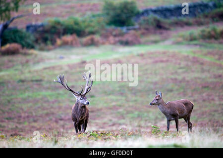 Red Deer Stag with hinds Stock Photo