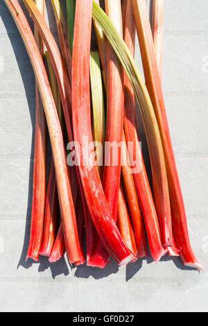 A bunch of ripe rhubarb (Rheum rhabarbarum ) stems Stock Photo