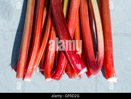 A bunch of ripe rhubarb (Rheum rhabarbarum ) stems Stock Photo