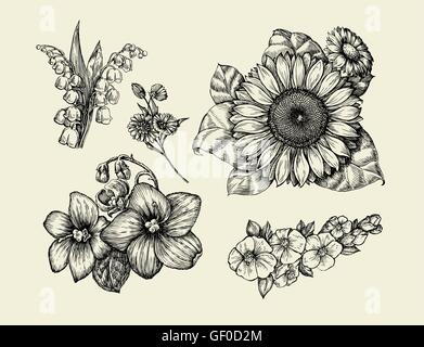 Sunflower hand drawn vector illustration. Floral ink pen sketch. Black ...