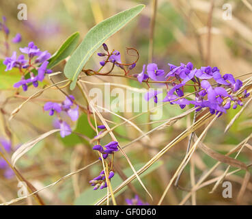 Purple flowers of Australia native Sarsaparilla, an Australian winter wildflower vine Hardenbergia violacea Stock Photo