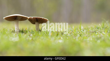 Two live mushrooms growing wild in wet green grass in field panorama view Stock Photo