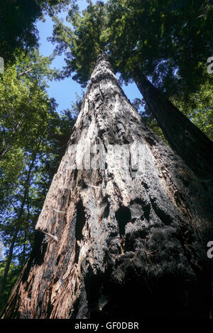 Redwood Tree close up, Big Basin State Park, California Stock Photo