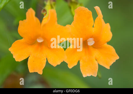 Sticky monkey flower along Tan Bark Trail, Julia Pfeiffer Burns State Park, Big Sur Coast Highway Scenic Byway, California Stock Photo