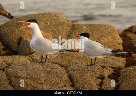 Terns, Shoreline Park, Pacific Grove, California Stock Photo