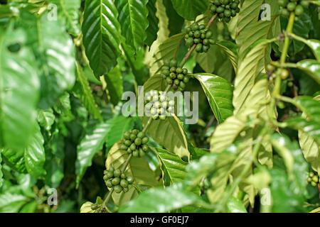 young coffee beans on tree in farm Stock Photo