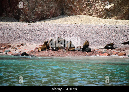 South American Sea Lions on the rocky beach of Islas Ballestas Stock Photo