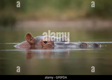 A hippo keeps watch from the beneath the surface of the Biyamiti river in the Kruger National Park, South Africa. Stock Photo