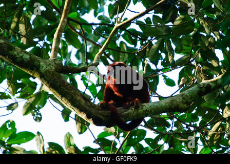 A Red Howler Monkey found in Manu National Park Stock Photo