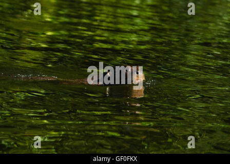 Giant River Otter in Salvador oxbow lake in the forest of Manu National Park Stock Photo