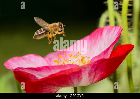One Honey Bee full of pollen in  Poppy Flower Stock Photo