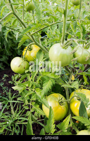 Green beef tomatoes or beefsteak tomatoes on the vine Stock Photo