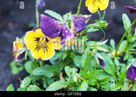 Close up photo of yellow and purple viola tricolor pansy flowers in the garden. Stock Photo