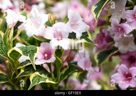 Close up photo of beautiful pink and white flowers over green background. Stock Photo