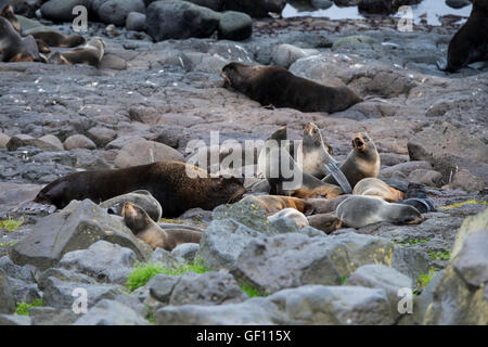 Alaska, Pribilof Islands, Saint Paul (57-07-75N 170-18-07W) Northern fur seal (Wild: Callorhinus ursinus) Stock Photo