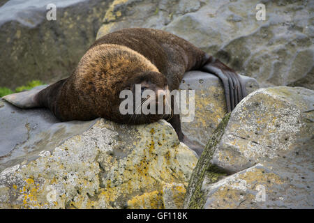 Alaska, Pribilof Islands, Saint Paul (57-07-75N 170-18-07W) Northern fur seal (Wild: Callorhinus ursinus) Stock Photo