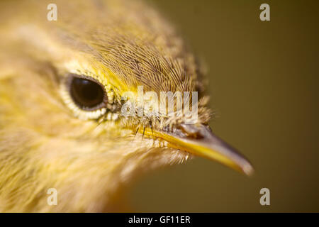 Closeup portrait of  willow warbler (Phylloscopus trochilus). Young bird Stock Photo