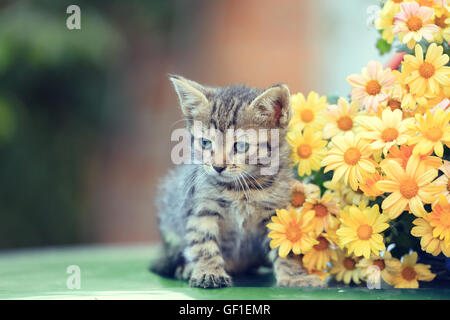 Little kitten with flowers in the garden Stock Photo