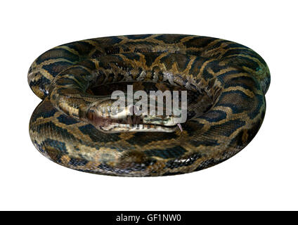 3D rendering of a Burmese python or Python bivittatus, one of the largest snakes in the world Stock Photo