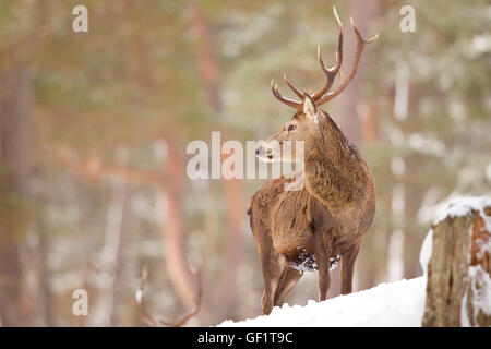 Red Deer in the winters snow Stock Photo