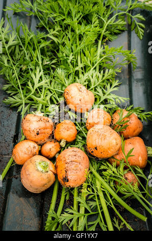 A bunch of newly picked home-grown Paris Market carrots Stock Photo