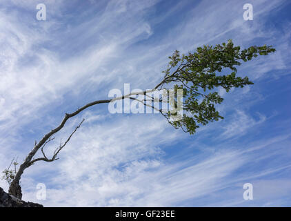 Rowan Tree (Mountain ash) bent by prevailing winds in Assynt, Sutherland, Scotland, Scottish Highlands, UK Stock Photo