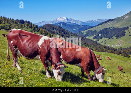 Abondance cows in meadow at Col des Annes. Le Grand Bornand. Haute-Savoie, France. Stock Photo