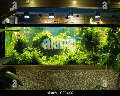 Aquascaping of the beautiful planted tropical freshwater aquarium Stock Photo