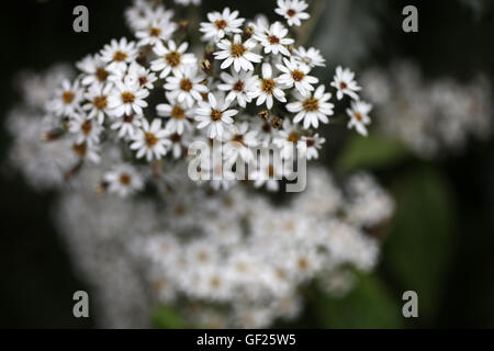Eurybia divaricata - formerly Aster divaricatus - white wood aster - Asteracea Stock Photo