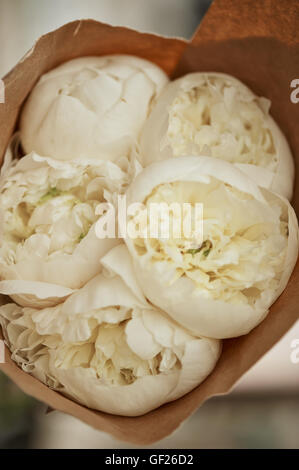 The gentle bouquet of cream peony roses in a paper Stock Photo