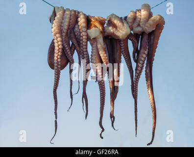 Octopus Rowing Arms of squid seafood drying in the sun above a rowing boat on lesbos ...