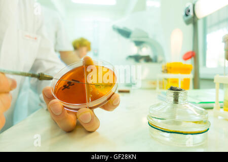 cultivating a petri dish whit inoculation loops Stock Photo