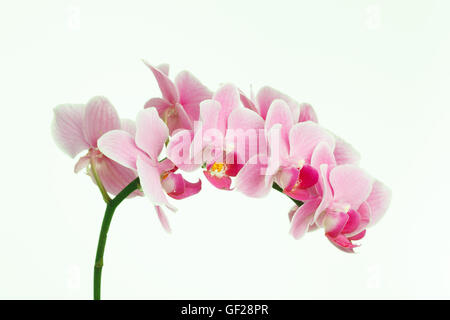 Pink streaked orchid flower isolated on white background Stock Photo ...