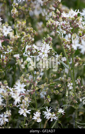 Lychnis flos cuculi, ragged robin plant with white flowers Stock Photo