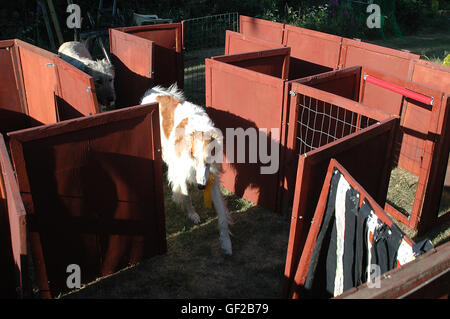 Dog maze hi-res stock photography and images - Alamy