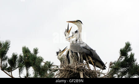 Adult bird arrived to feed Grey Heron (Ardea cinerea) juvenile birds in the nest. Stock Photo