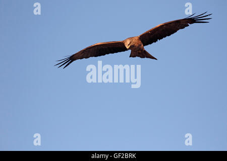Black kite, Milvus migrans, Single bird in flight, Spain, July 2016 Stock Photo