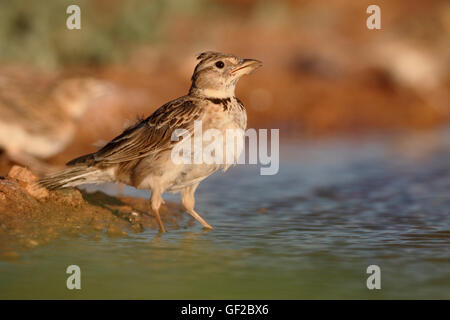 Calandra lark, Melanocorypha calandra, Single bird by water, Spain, July 2016 Stock Photo