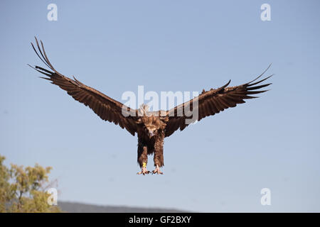 Cinereous Vulture or Black vulture, Aegypius monachus, Single bird in flight, Spain, July 2016 Stock Photo