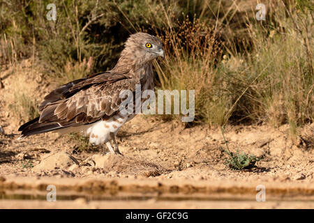 Short-toed eagle, Circaetus gallicus, Single bird by water, Spain, July 2016 Stock Photo