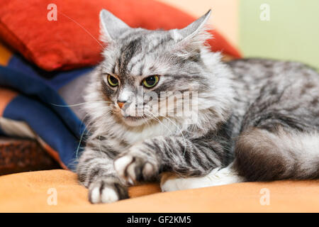 portrait of a norwegian cat Stock Photo