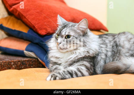 portrait of a norwegian cat Stock Photo