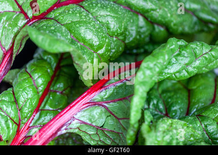 Swiss chard, silverbeet, perpetual spinach, spinach beet, crab beet, bright lights, seakale beet, and Mangold Stock Photo
