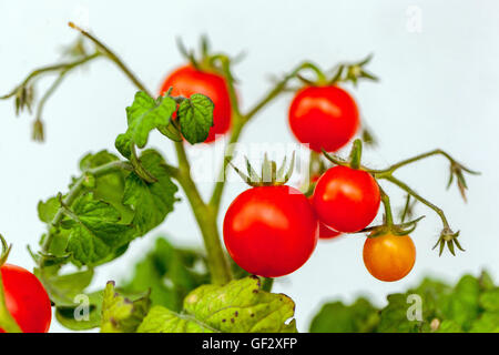 Cherry dwarf tomatoes on branch Stock Photo