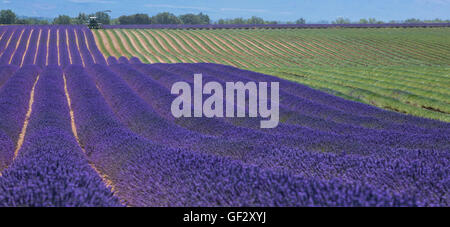 Lavender field in France during harvest, Provence Stock Photo