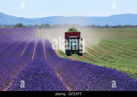 Lavender field in France during harvest time, Provence. Tractor and harvester in action Stock Photo
